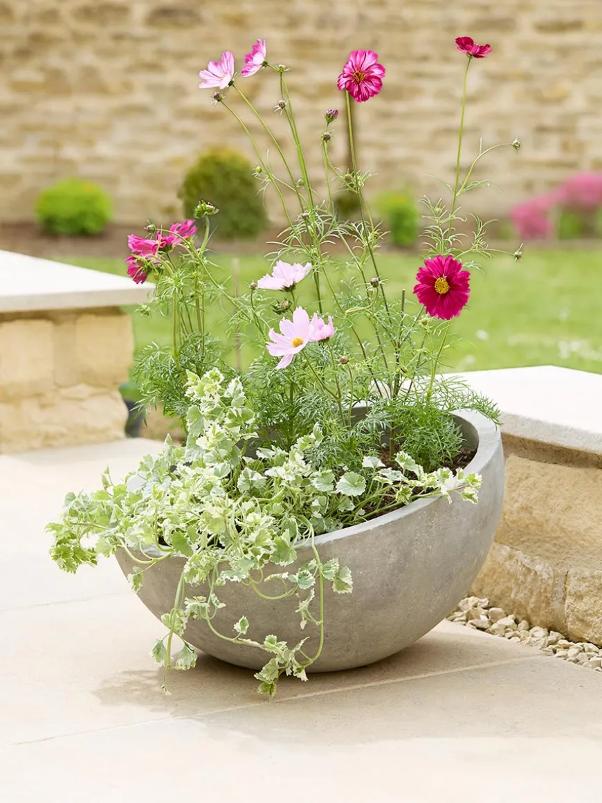 Alder Planter