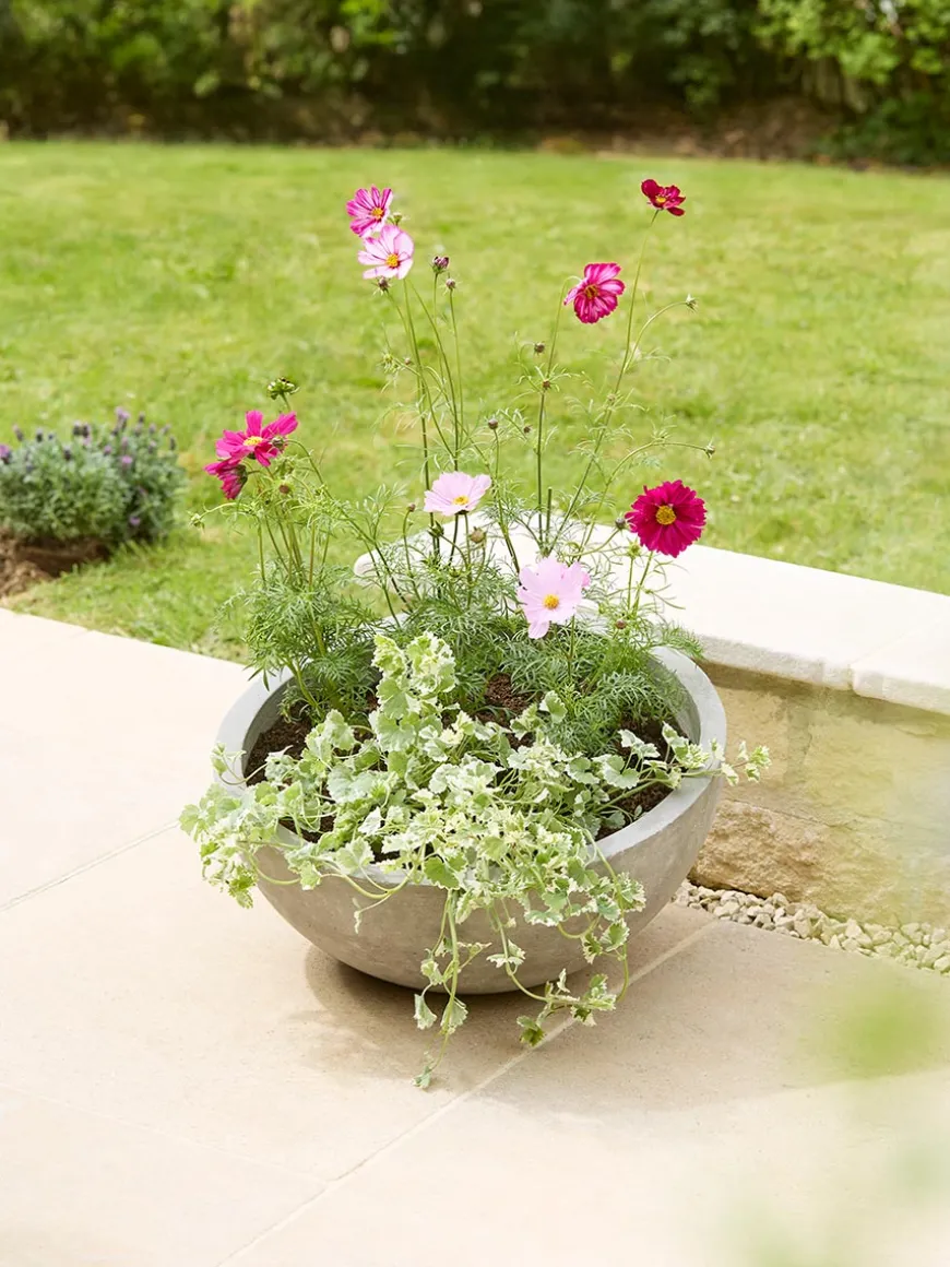 Alder Planter