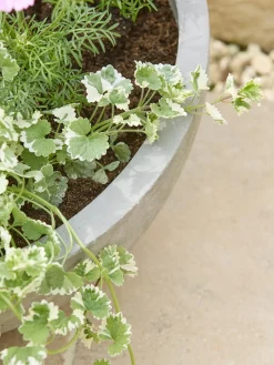 Alder Planter