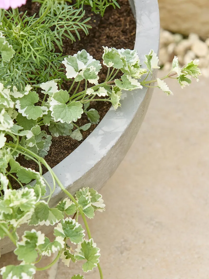 Alder Planter