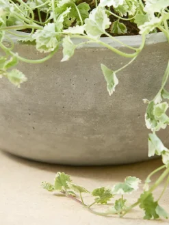 Alder Planter