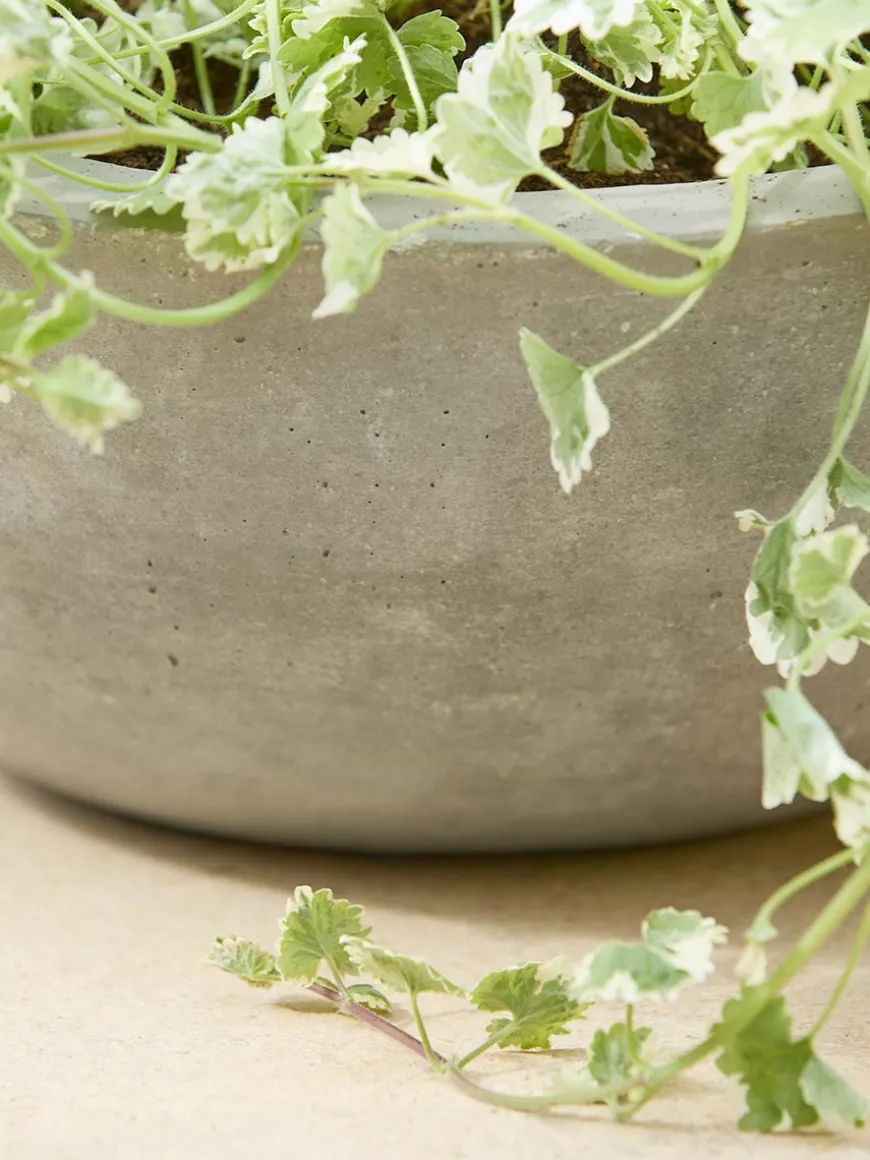 Alder Planter
