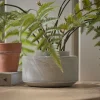 Cement Planter
