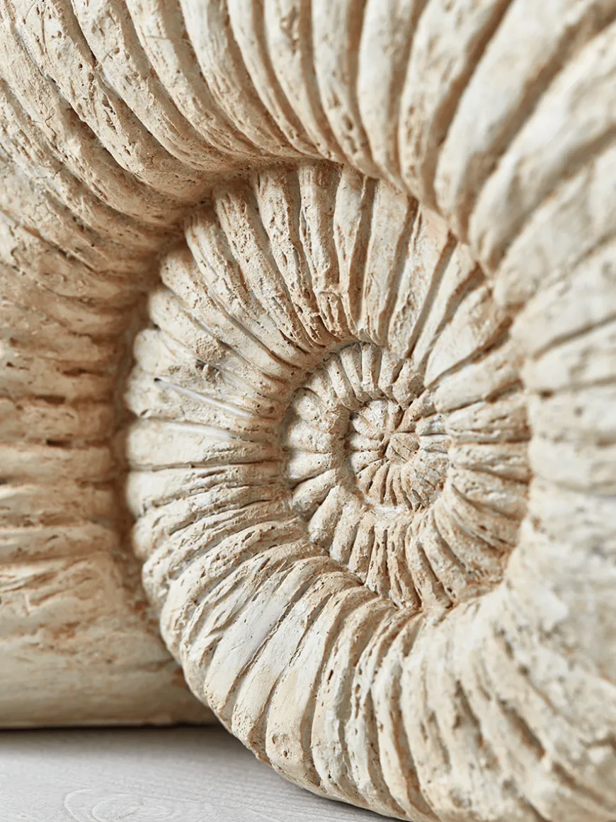 Faux Ammonite