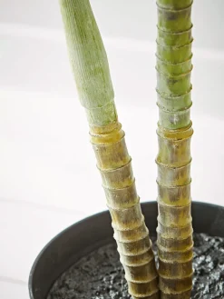 Faux Potted Butterfly Palm