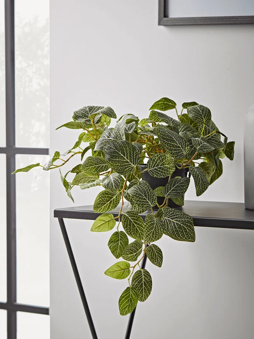 Faux Potted Fittonia