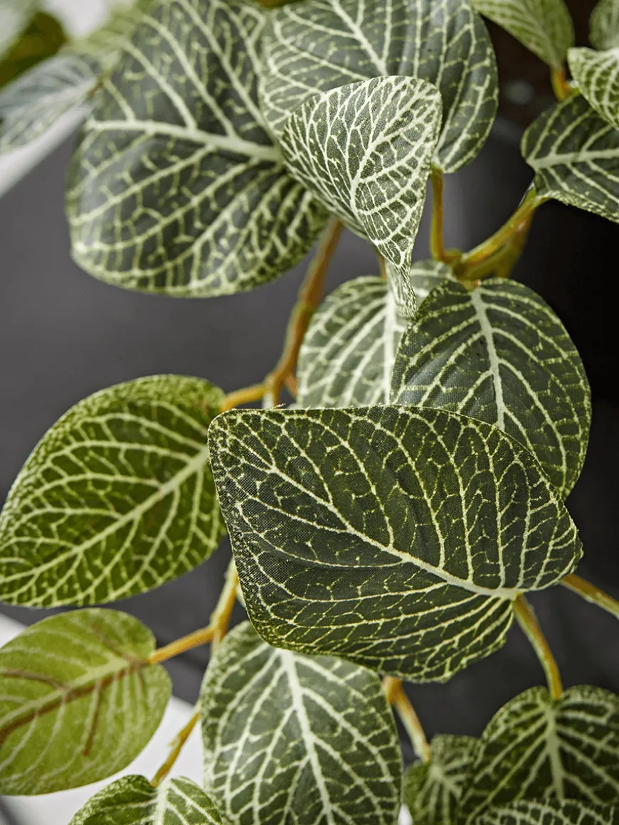 Faux Potted Fittonia