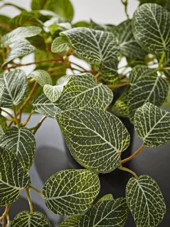 Faux Potted Fittonia