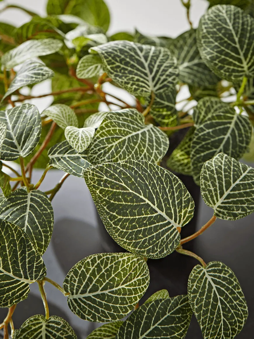 Faux Potted Fittonia