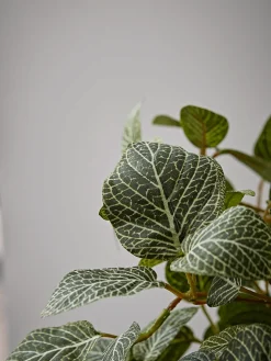 Faux Potted Fittonia