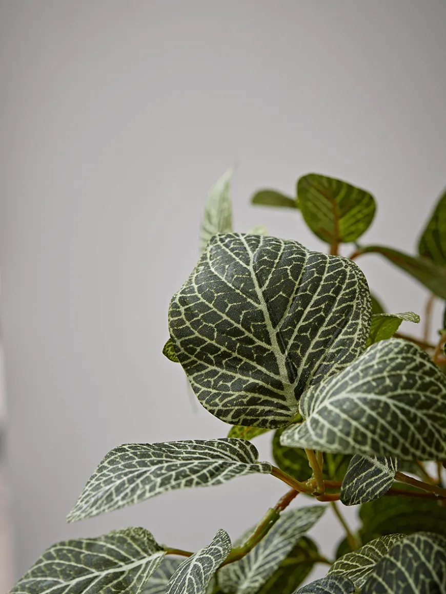 Faux Potted Fittonia