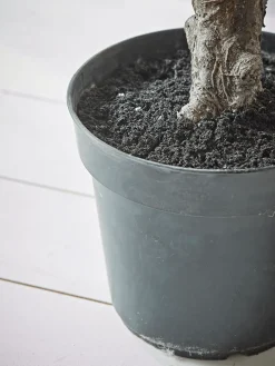 Faux Potted Fruiting Fig Tree