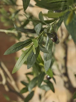 Faux Potted Fruiting Olive Tree