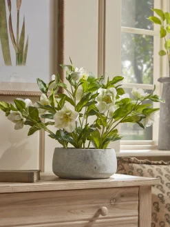 Faux Potted Hellebore - Cream