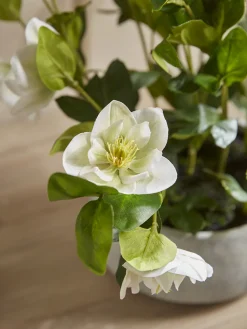 Faux Potted Hellebore - Cream