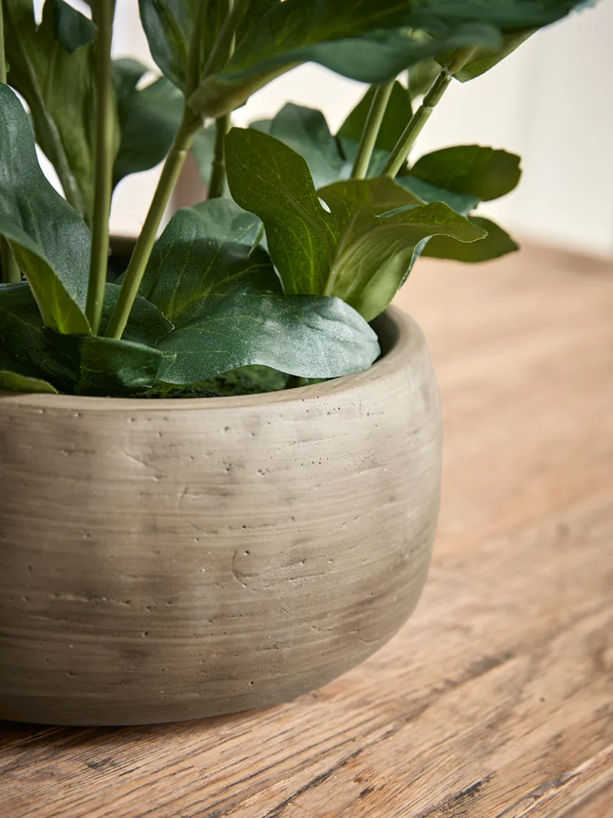Faux Potted Hellebore - Dusky Mauve