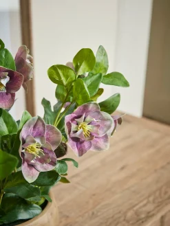 Faux Potted Hellebore - Dusky Mauve