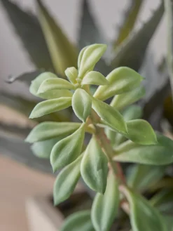 Faux Potted Plants