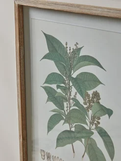 Four Foliage Framed Prints
