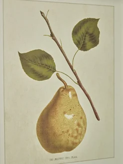 Four Pear Framed Prints