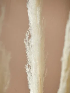 Six Pampas Grass Stems - Cream