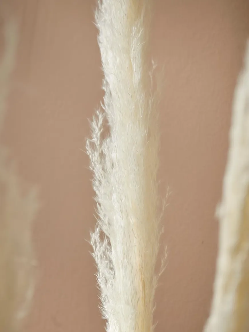 Six Pampas Grass Stems - Cream