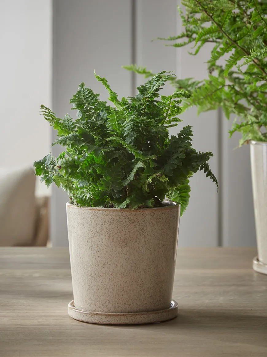 Speckled Glazed Planter & Saucer - Small