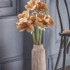 Three Amaryllis Stems