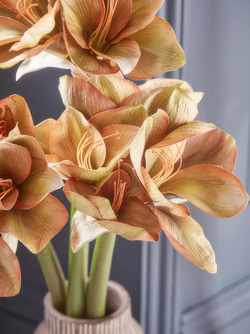 Three Amaryllis Stems