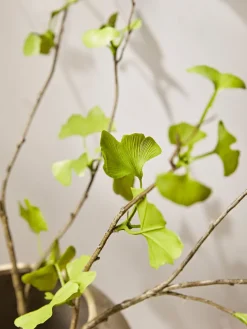 Three Faux Gingko Leaf Sprays