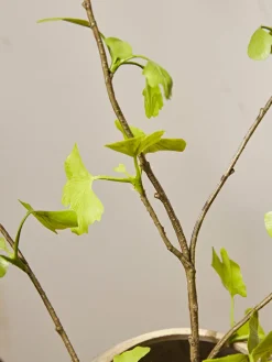 Three Faux Gingko Leaf Sprays