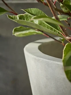 Three Traditional Concrete Planters