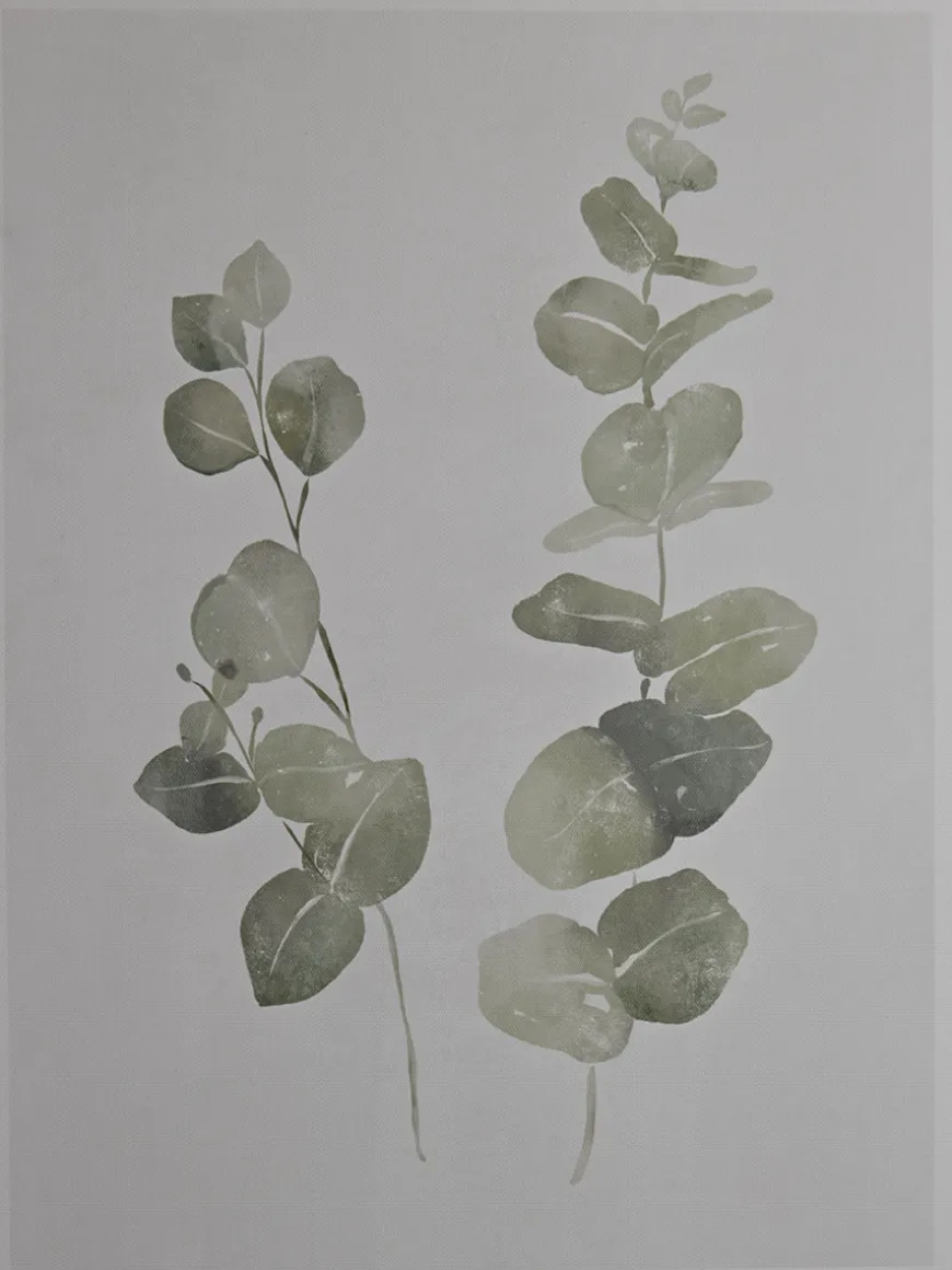 Two Framed Eucalyptus Prints