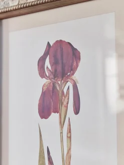Two Iris Framed Prints